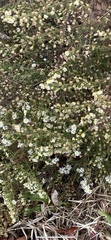 Symphyotrichum pilosum pilosum