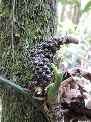 Anthurium pentaphyllum