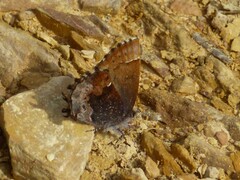 Callophrys henrici