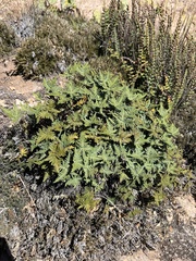 Notholaena standleyi