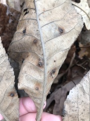 Caryomyia caryaecola