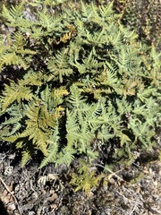 Notholaena standleyi