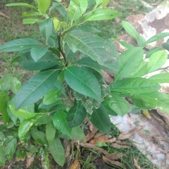 Petiveria alliacea