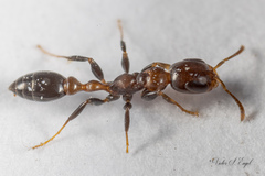 Pseudomyrmex ejectus