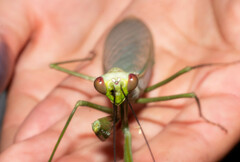 Macromantis hyalina