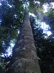 Brachychiton acerifolius