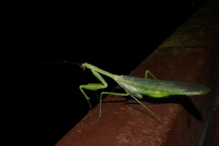 Macromantis hyalina