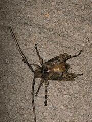 Leptostylopsis terraecolor