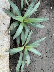 Tradescantia spathacea