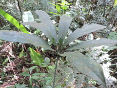 Anthurium pentaphyllum