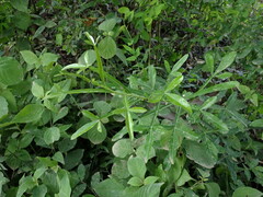 Crescentia alata