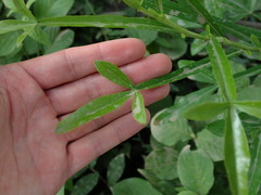 Crescentia alata