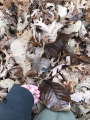 Caryomyia caryaecola