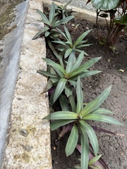 Tradescantia spathacea