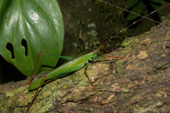 Jimenezia elegans