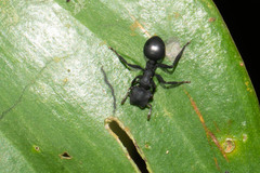 Cephalotes atratus