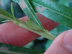 Crescentia alata
