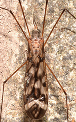 Tipula trivittata