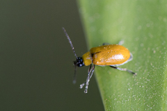 Diabroticina