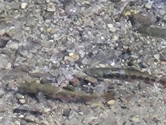 Salmoninae