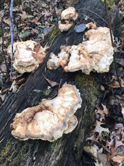 Laetiporus sulphureus