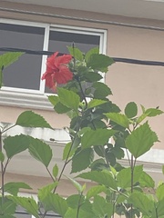 Hibiscus rosa-sinensis