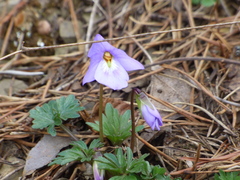 Viola pedata