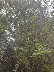 Malpighia glabra