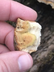 Laetiporus sulphureus