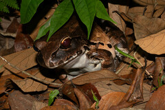 Leptodactylus pentadactylus