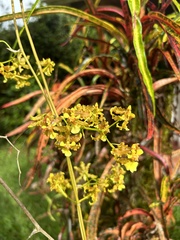 Oncidium lineoligerum