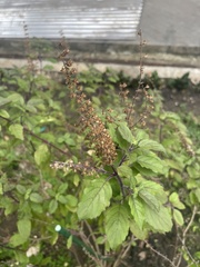 Ocimum