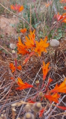 Alstroemeria ligtu
