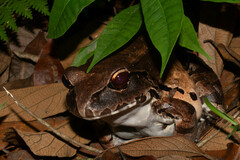 Leptodactylus pentadactylus