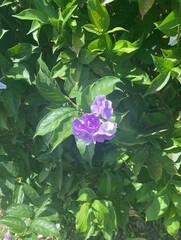 Brunfelsia