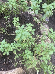 Ocimum