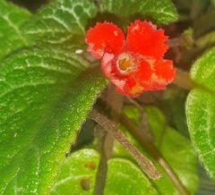 Episcia