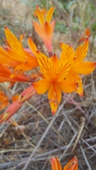 Alstroemeria ligtu