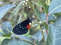 Eumaeus atala