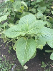 Coleus scutellarioides