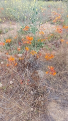 Alstroemeria ligtu