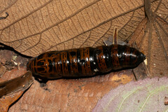 Sphingidae