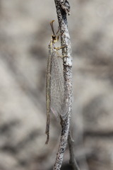 Macronemurus appendiculatus