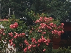 Mussaenda philippica