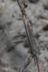Macronemurus appendiculatus