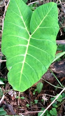 Xanthosoma robustum