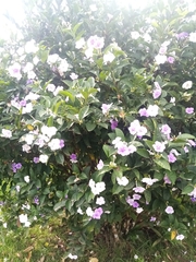 Brunfelsia pauciflora