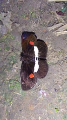 Paramimus stigma stanna