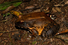 Leptodactylus pentadactylus