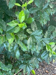 Coffea arabica